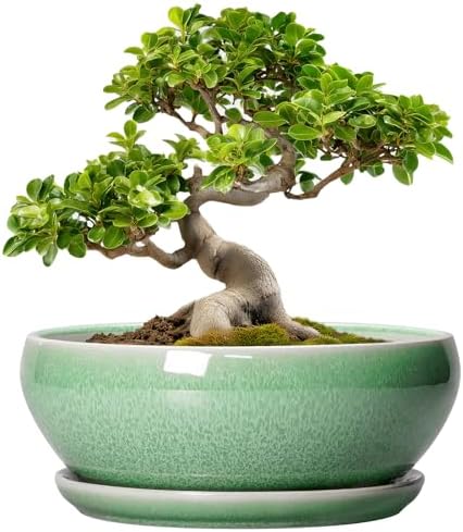 SQOWL Bonsai Pots - 10 Inch Ceramic Succulent Pots with Drainage Hole and Saucer, Shallow Planter for Indoor Plants Flowers, Round Planter Bowl, Living Room Decor, Plant Lover Gifts, Green by SQOWL