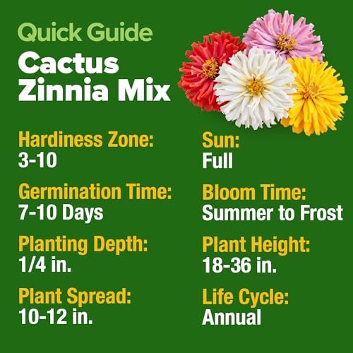 HOME GROWN Zinnia Cactus Mix 5550 Flower Seeds Zinnia elegans - Image 2