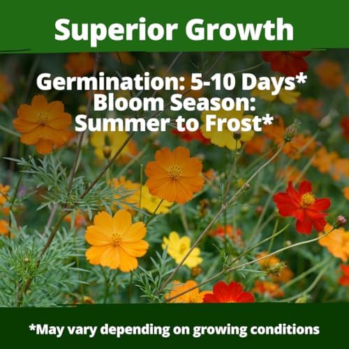HOME GROWN Cosmos Bright Lights Mix 5000 Flower Seeds Cosmos sulphureus - Image 3