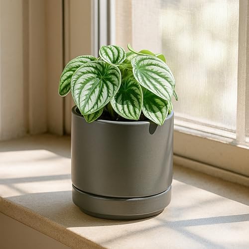 D'vine Dev 2-Pack Ceramic Pots with Saucers, Grey, 4.7 in, 94-V-B-3 - Image 5