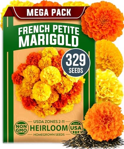 HOME GROWN Petite French Marigold Seeds, 329+ Seeds, Tagetes patula by HOMEGROWN