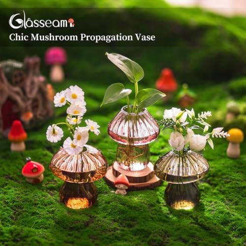 Glasseam Mushroom Plant Propagation Station: 3 Pcs Glass Terrarium Jar - Image 3