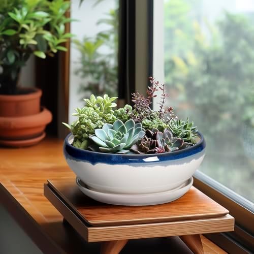 SQOWL Bonsai Pots Ceramic - 8 Inch Succulent Planters Indoor, Succulent Pot with Drainage Hole and Tray, Shallow Ceramic Plant Pot, Round Bowl Planter, Porch Decor, Gardening Gift, Blue Off-White - Image 4