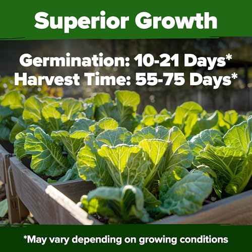 HOME GROWN Vates Collard Green Seeds, 300+ Seeds - Image 2