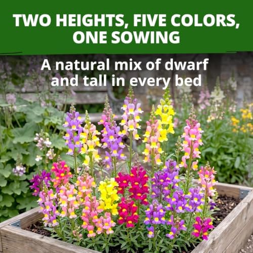 HOME GROWN Fairy & Northern Lights 6000 Snapdragon Seeds Linaria maroccana - Image 4