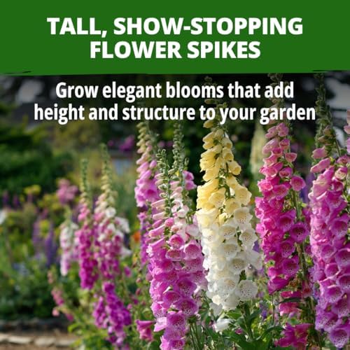 HOME GROWN Foxglove Mix 148,500 Flower Seeds 15g Digitalis purpurea - Image 2