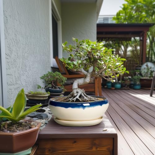 SQOWL Bonsai Pots, 10 Inch Ceramic Pots for Succulents, Blue-Beige - Image 3