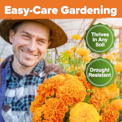 HOME GROWN Crackerjack Marigold 15,000 Seeds, 2.05 oz, Tagetes erecta - Image 6