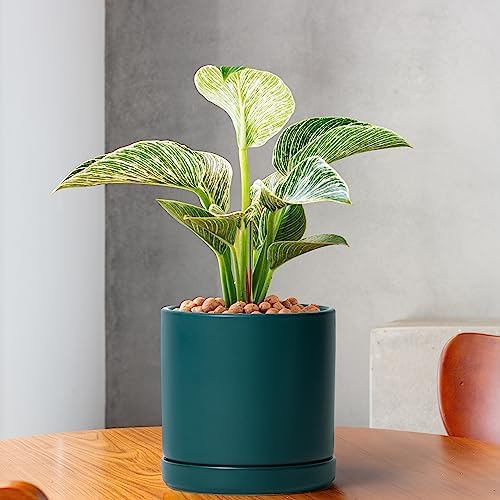 D'vine Dev 6 Inch Ceramic Planter Pot, Teal, 94-O-C-9 - Image 2