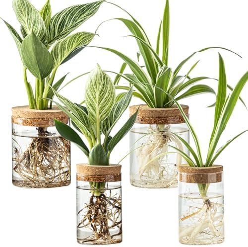 Glass Plant Propagation Stations for Plants – Set of 4(2 Large & 2 Small) Hydroponic Vases for Plant Cuttings,Flower Arrangements, Home & Office Decor–Desktop Vases for Living Room, Bedroom (4) by wangsdjy
