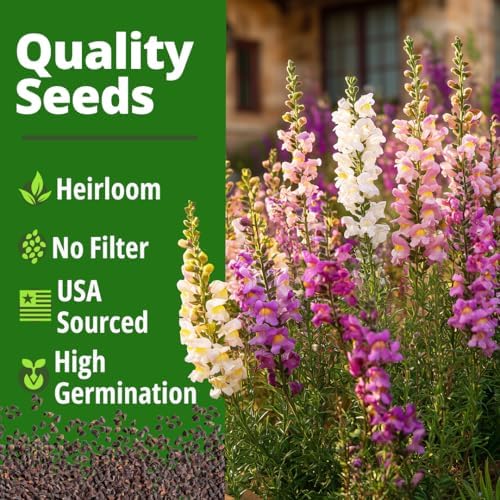 HOME GROWN Fairy Snapdragon 10,000 Flower Seeds Antirrhinum majus - Image 6