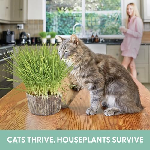 The Cat Ladies Cat Grass for Indoor Cats - Growing Kit - Organic Cat Grass Seeds, Soil and BPA Free Containers (Non GMO) - Locally Sourced Seeds! (3 Pack) - Image 3