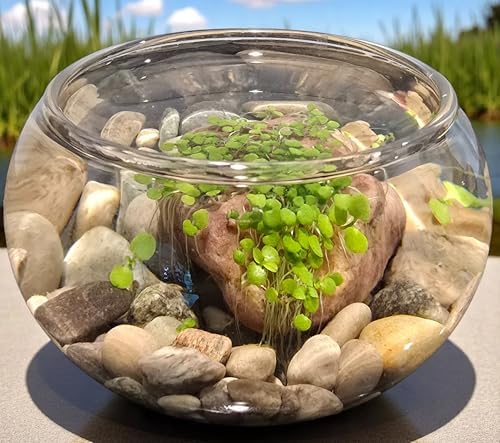 Mini WaterPlants - Create Your Own Soothing Aquasacape Starter Kit, Indoor Plant Glass Globe Terrariums with Complete Supplies, Just Add Water, 3-Pack - Image 4