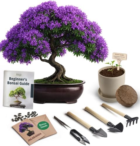 Avergo Bonsai Starter Kit – Growing Jacaranda Bonzai Tree by Plantingseedsgrowingdreams