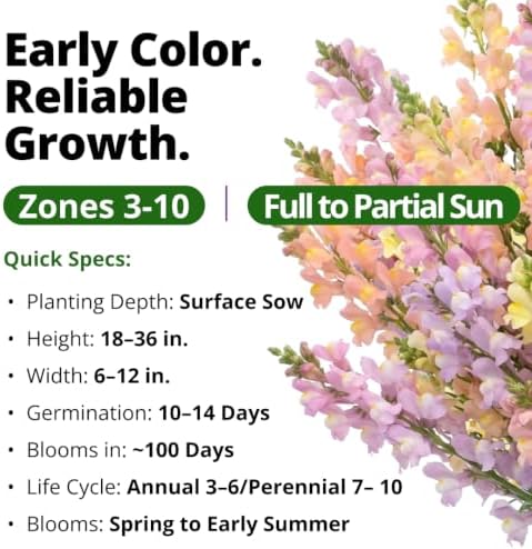 HOME GROWN Northern Lights Snapdragon 6000 Flower Seeds Antirrhinum majus - Image 4