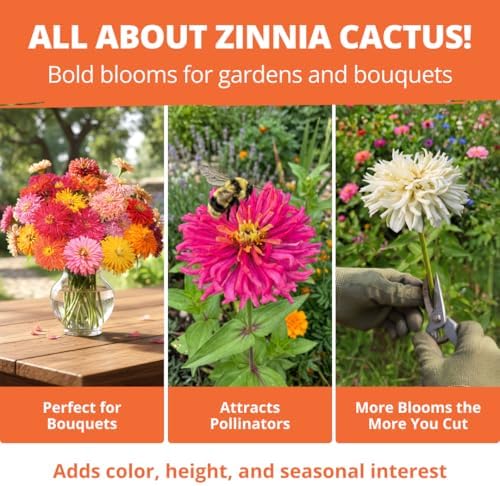 HOME GROWN Zinnia Cactus Mix 650 Flower Seeds Zinnia elegans - Image 5