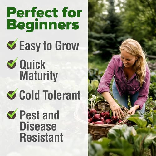 HOME GROWN Detroit Dark Red Beet Seeds, 500+ Seeds, Beta vulgaris - Image 4