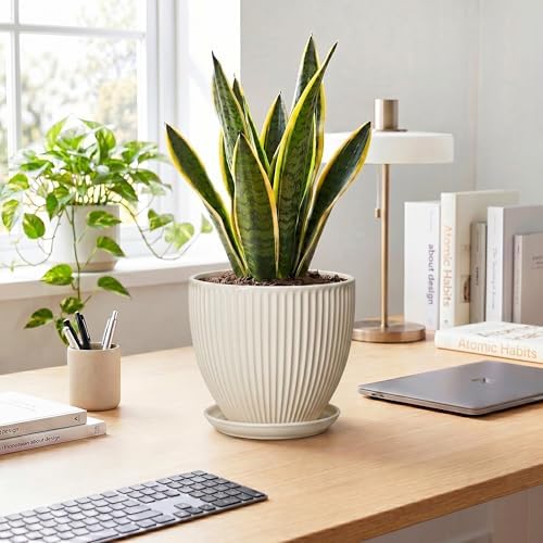 Ceramic Flower Pots, 8 Inch Plant Pot with Drainage Hole and Saucer, Modern Planters for Indoor Plants, Round Indoor Pots for Plants, Office Home Decor, Plant Lover Gifts, Cream White - Image 3