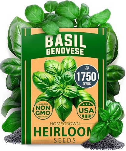 HOME GROWN Genovese Basil Seeds, 1,750+ Seeds, Ocimum basilicum by HOMEGROWN