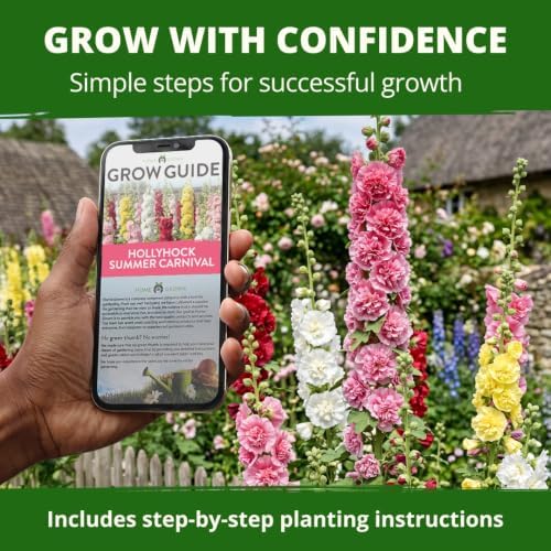 HOME GROWN Hollyhock Summer Carnival Mix 3000 Flower Seeds Alcea rosea - Image 7