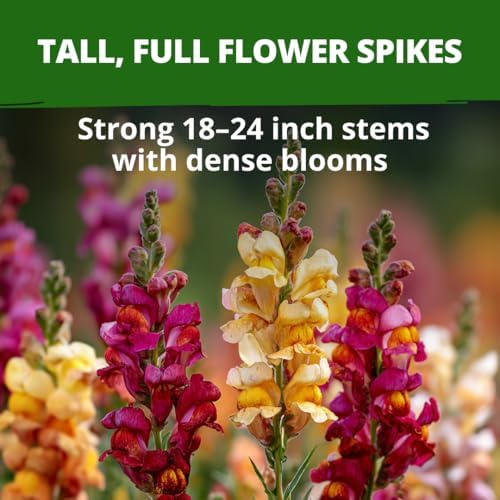 HOME GROWN Tetra Snapdragon 7000 Flower Seeds Antirrhinum majus - Image 2