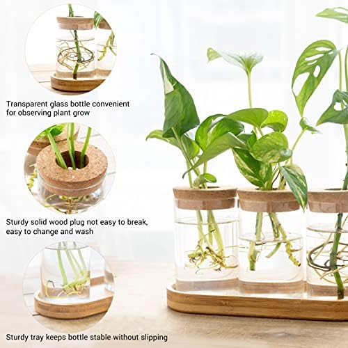 Dahey Plant Propagation Stations, 3 Pcs Glass Vases with Wooden Stand & Lid - Image 4
