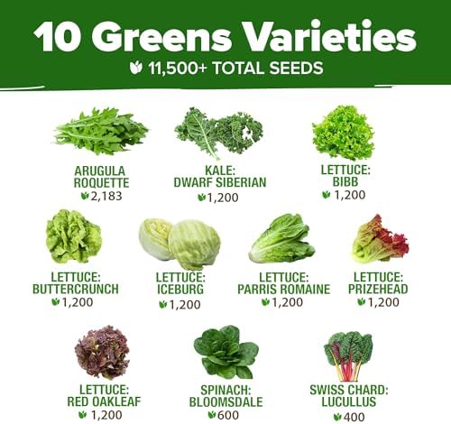 HOME GROWN 10 Variety Lettuce Seed Mix, 11,500+ Seeds, Indoor & Hydroponic - Image 2