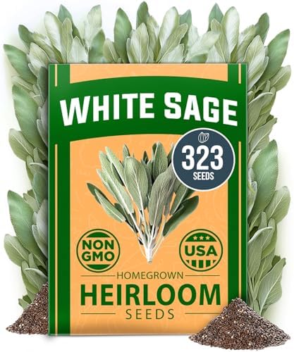 HOME GROWN White Sage Seeds, 323 Seeds, Salvia apiana by HOMEGROWN