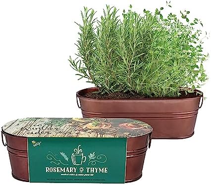 Buzzy Seeds Rosemary & Thyme Herb Grow Kit, Copper Windowsill Planter by BUZZY