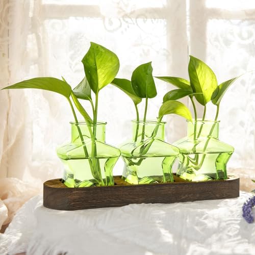 XXXFLOWER Plant Propagation Station with Wooden Stand 3 Green Star Jars - Image 4