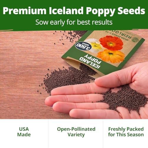 HOME GROWN Iceland Poppy 3500 Flower Seeds Papaver nudicaule - Image 6