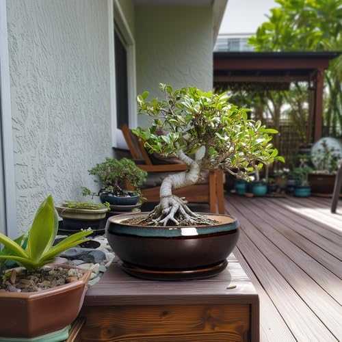 SQOWL Bonsai Tree Pots - 10 Inch Ceramic Succulent Pots with Drainage Hole and Saucer, Round Shallow Plant Pot Indoor Outdoor, Ceramic Bonsai Pot, Bowl Planter, Home Decor, Garden Gifts, Blue-Brown - Image 3