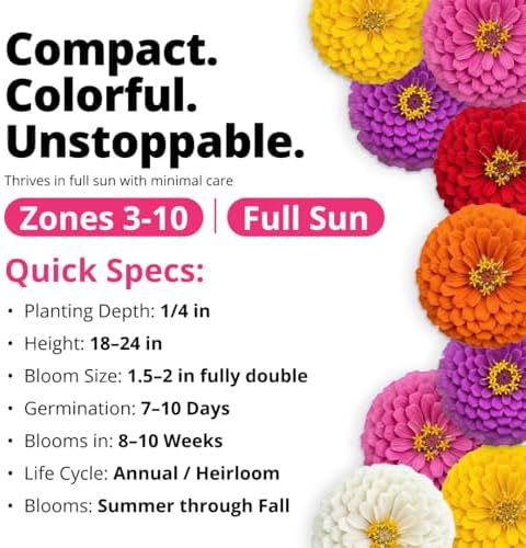 HOME GROWN Zinnia Seeds, Lilliput Mix, 600 Seeds, Zinnia elegans - Image 2