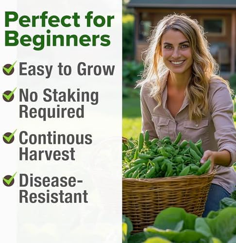 HOME GROWN Organic Cascadia Snap Pea Seeds, 100+ Seeds, Pisum sativum - Image 5