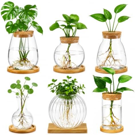 Honeydak 6 Pcs Plants Propagation Stations Glass Propagation Ribbed Vases by Honeydak