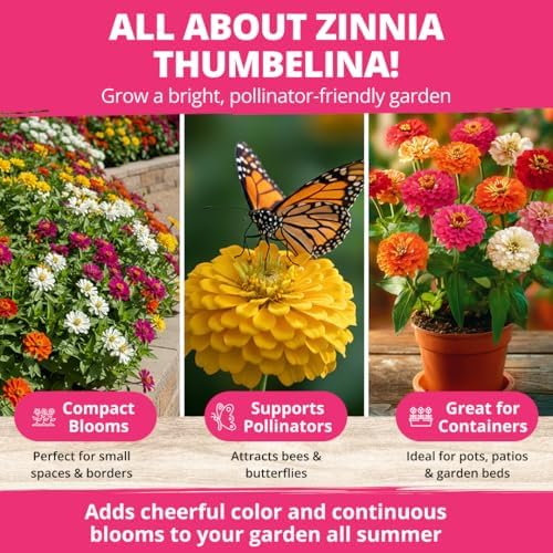 HOME GROWN Zinnia Seeds, Thumbelina, 500 Seeds, Zinnia elegans - Image 2