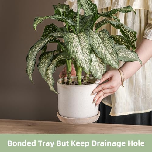 5.8 Inch Ceramic Planter with Drainage Hole & Bonded Saucer - Image 3