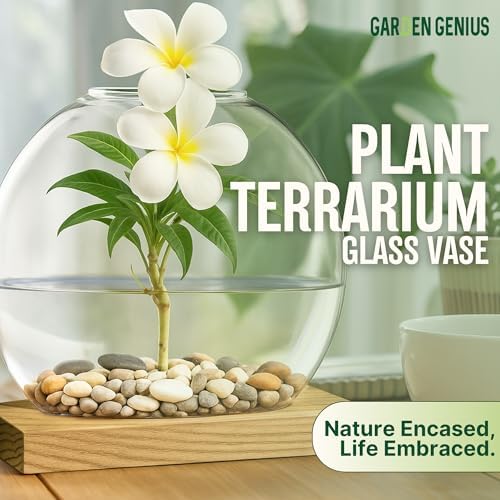 Single Glass Propagation Station with Wooden Base – Hydroponic Plant Terrarium for Home & Office | Ideal Christmas, New Year & Birthday Gift for Plant Lovers, Moms | Desktop Windowsill Planter Vase - Image 3