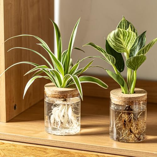 Glass Plant Propagation Station Set – Water Planting Glass Vase for Herb Cuttings,Succulent Water Rooting–Desktop Planter Jars for Home,Office,Living Room,Bedroom Decor(6PCS) - Image 6