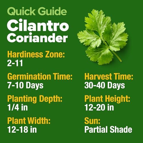 HOME GROWN Cilantro Coriander Seeds, 500+ Seeds - Image 5