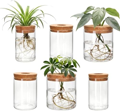 6Pcs 3 Size Glass Plant Propagation Stations, Desktop Flower Vases by Woaiwo-q