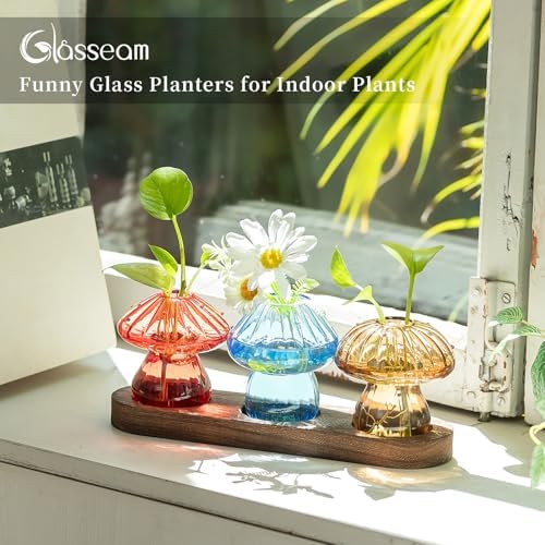 Glasseam 3Pcs Mushroom Propagation Station: Glass Terrarium Jar for Plants - Image 3