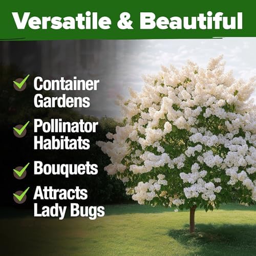 HOME GROWN White Lilac Seeds, 53 Seeds, Syringa reticulata - Image 6