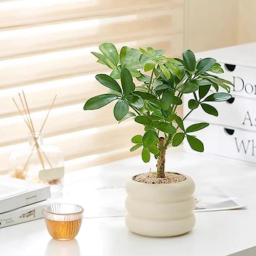 Ceramic Plant Pot Indoor, 4.5 Inch Flower Pot with Drainage Hole, Small Bubble Design Ceramic Planter for Home & Office Decor (Beige) - Image 5