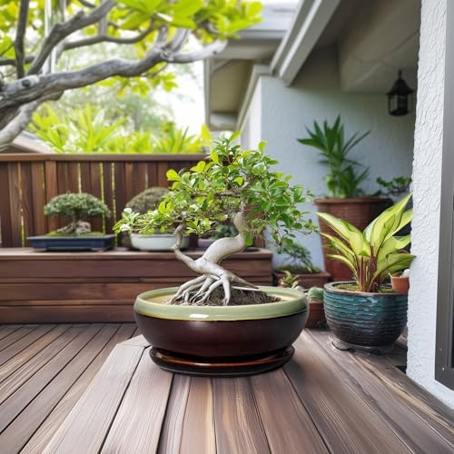 SQOWL Bonsai Pots 12 Inch - Large Ceramic Pots for Succulents with Drainage Hole and Saucer, Shallow Planter for Indoor Plants Outdoor, Round Planter Bowl, Office Decor, Gifts for Women, Green-Brown - Image 3