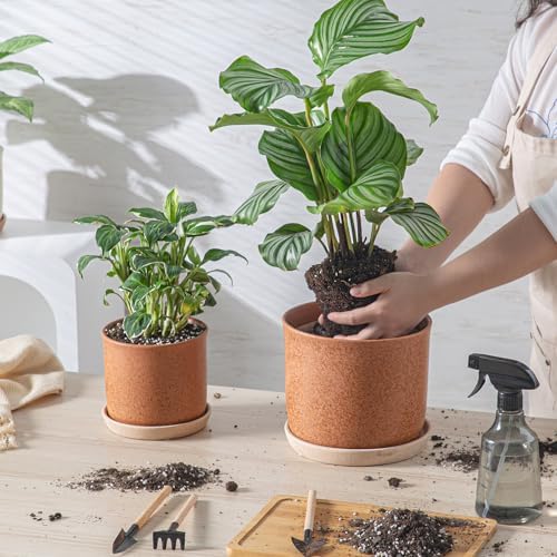 8 Inch Ceramic Plant Pot with Drainage Hole & Separate Saucer - Image 3