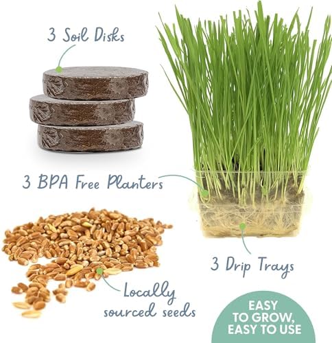 The Cat Ladies Cat Grass for Indoor Cats - Growing Kit - Organic Cat Grass Seeds, Soil and BPA Free Containers (Non GMO) - Locally Sourced Seeds! (3 Pack) - Image 2