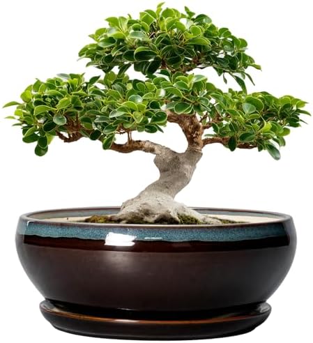 SQOWL Bonsai Planter 12 Inch, Ceramic Large Succulent Pots, Blue-Brown by SQOWL