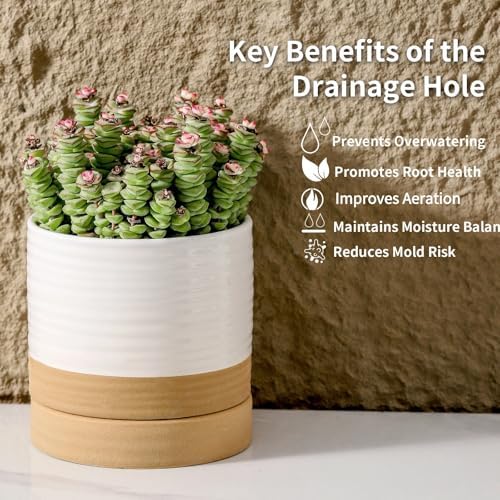 HASENSE Ceramic Plant Pots with Saucers Set of 4, 4.6 Inch Planters for Indoor Plants with Drainage Holes,Two-Tone White Flower Pots for Succulents, Snake Plants & Cactus, Farmhouse Desktop Decor - Image 5