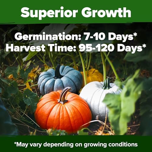 HOME GROWN Pumpkin Mix Seeds, 5 Variety, 40+ Seeds, Cucurbita Pepo - Image 6